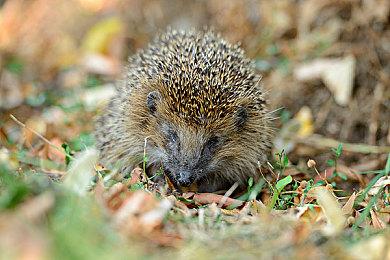 滑雪竞速游戏《技艺癫狂》现已推出抢先体验版 获特别好评